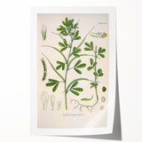 Vintage Botanical Illustration of Fenugreek Plant Art Print