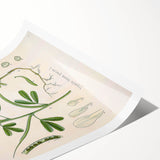 Vintage Botanical Illustration of Fenugreek Plant Art Print