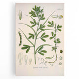 Vintage Botanical Illustration of Fenugreek Plant Art Print