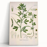 Vintage Botanical Illustration of Fenugreek Plant Art Print