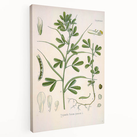 Vintage Botanical Illustration of Fenugreek Plant Art Print