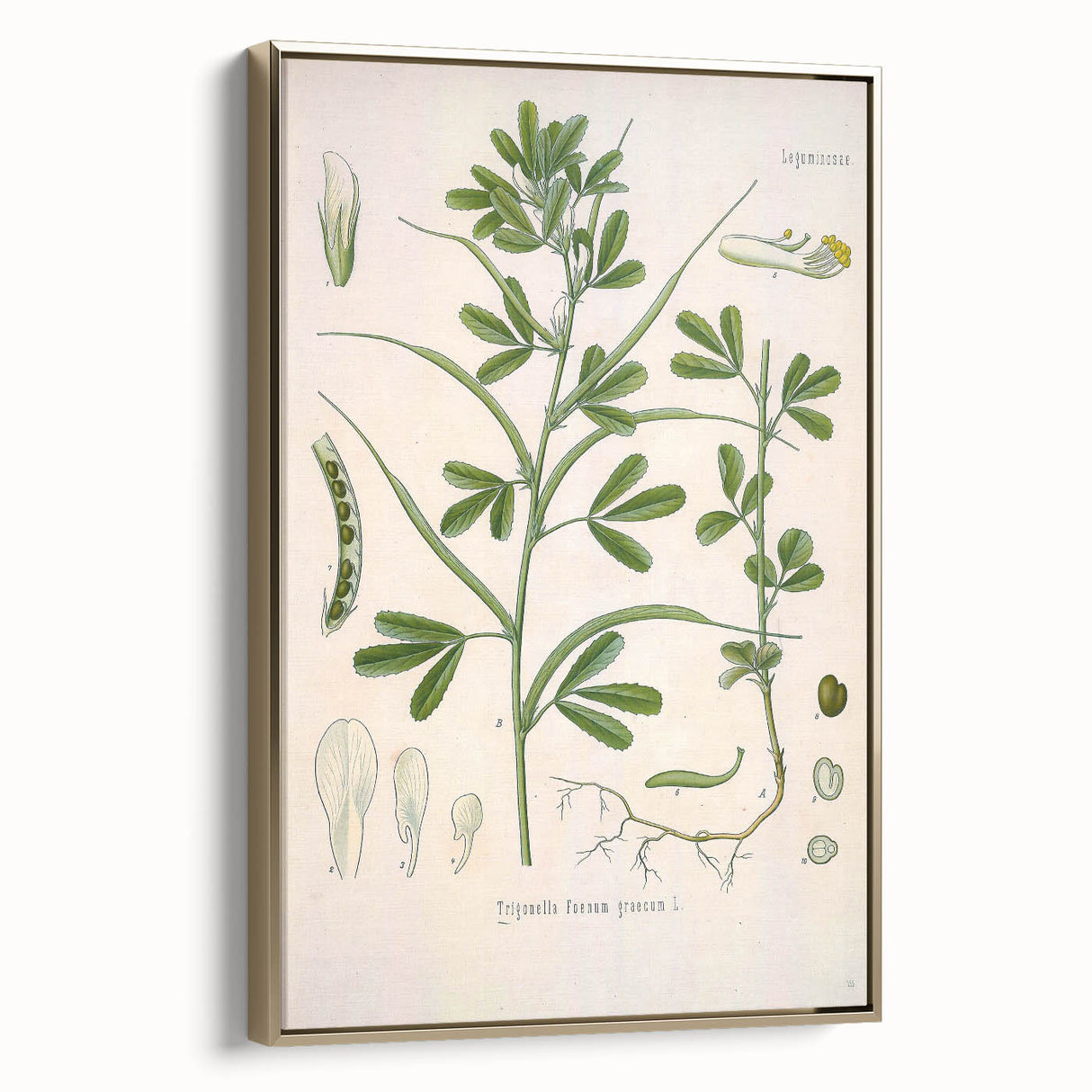 Vintage Botanical Illustration of Fenugreek Plant Art Print