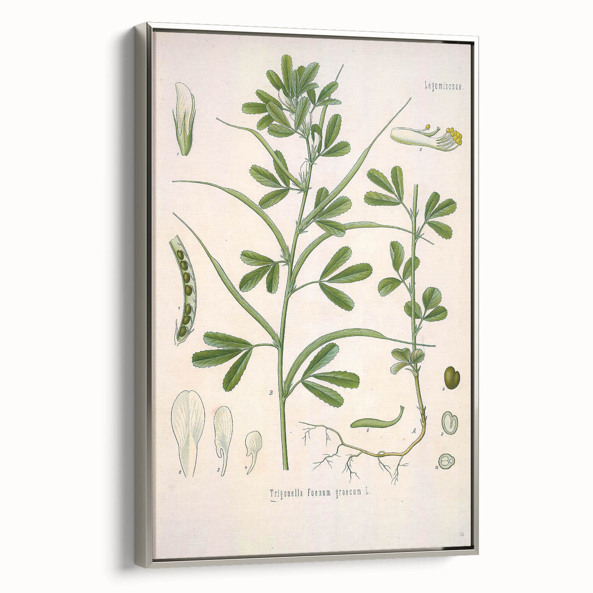Vintage Botanical Illustration of Fenugreek Plant Art Print