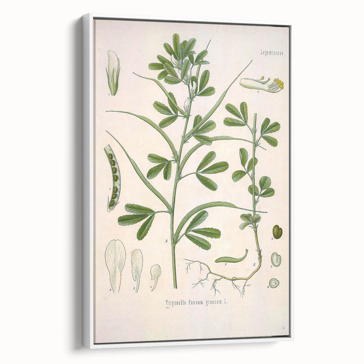 Vintage Botanical Illustration of Fenugreek Plant Art Print
