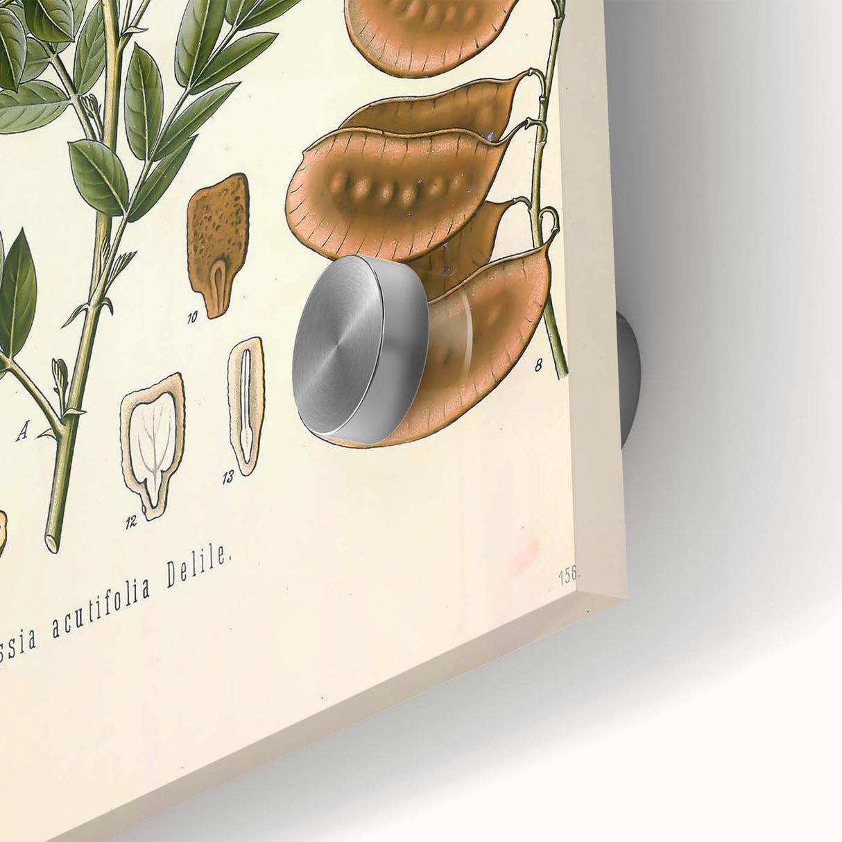 Vintage Botanical Illustration of Cassia Plant Art Print
