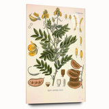 Vintage Botanical Illustration of Cassia Plant Art Print