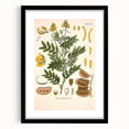 Vintage Botanical Illustration of Cassia Plant Art Print