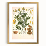Vintage Botanical Illustration of Cassia Plant Art Print
