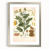 Vintage Botanical Illustration of Cassia Plant Art Print