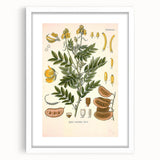 Vintage Botanical Illustration of Cassia Plant Art Print