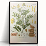 Vintage Botanical Illustration of Cassia Plant Art Print