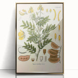 Vintage Botanical Illustration of Cassia Plant Art Print
