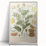 Vintage Botanical Illustration of Cassia Plant Art Print