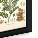 Vintage Botanical Illustration of Cassia Plant Art Print