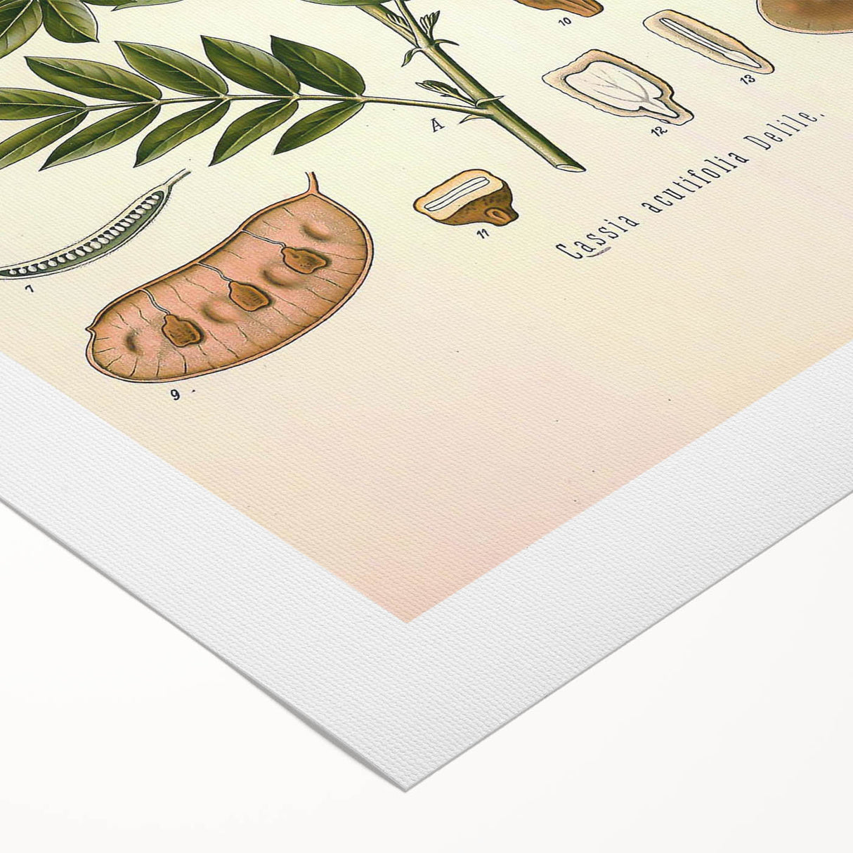 Vintage Botanical Illustration of Cassia Plant Art Print