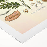 Vintage Botanical Illustration of Cassia Plant Art Print