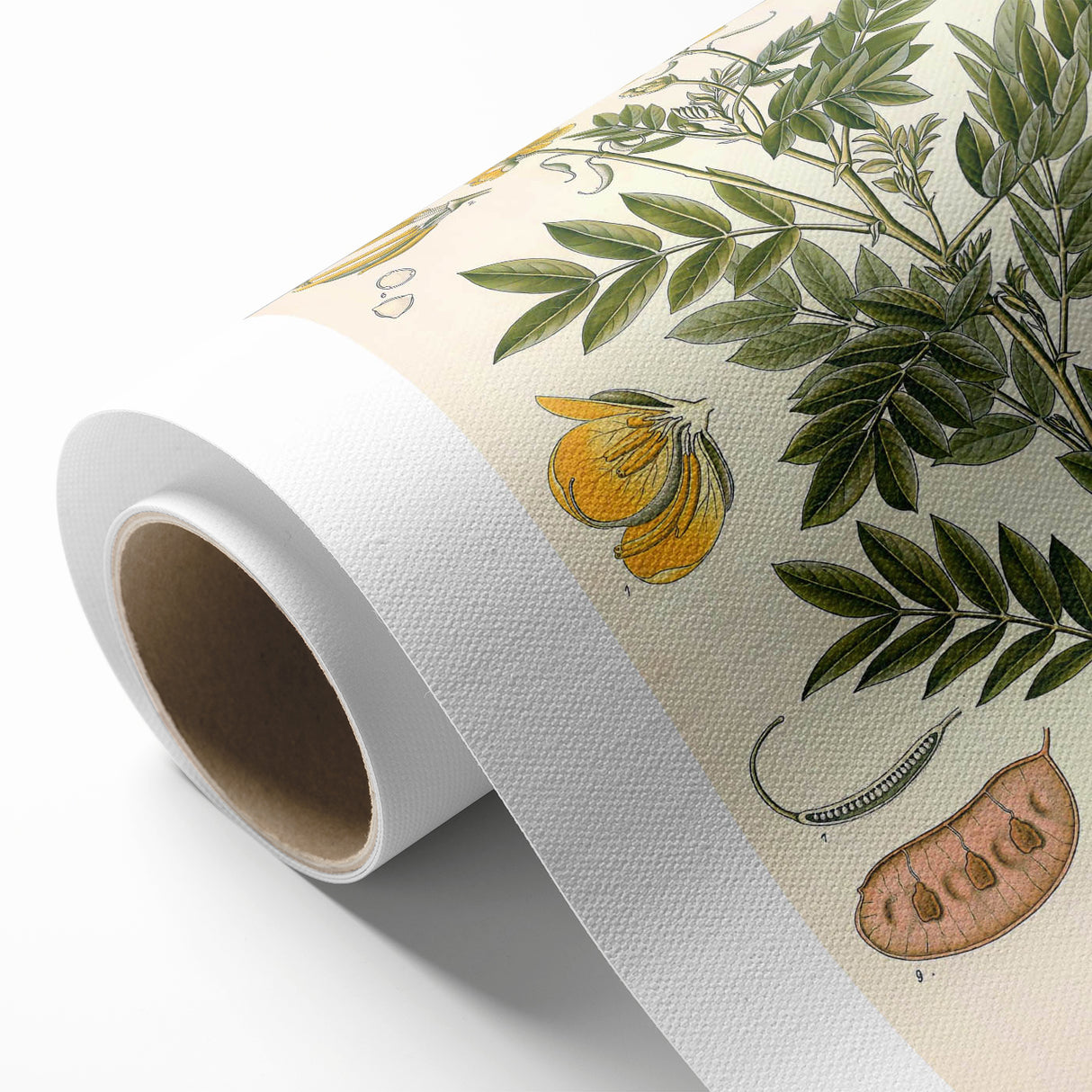 Vintage Botanical Illustration of Cassia Plant Art Print