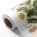 Vintage Botanical Illustration of Cassia Plant Art Print