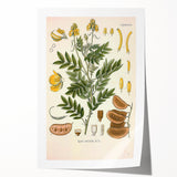Vintage Botanical Illustration of Cassia Plant Art Print