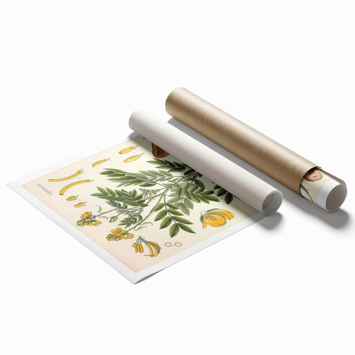 Vintage Botanical Illustration of Cassia Plant Art Print