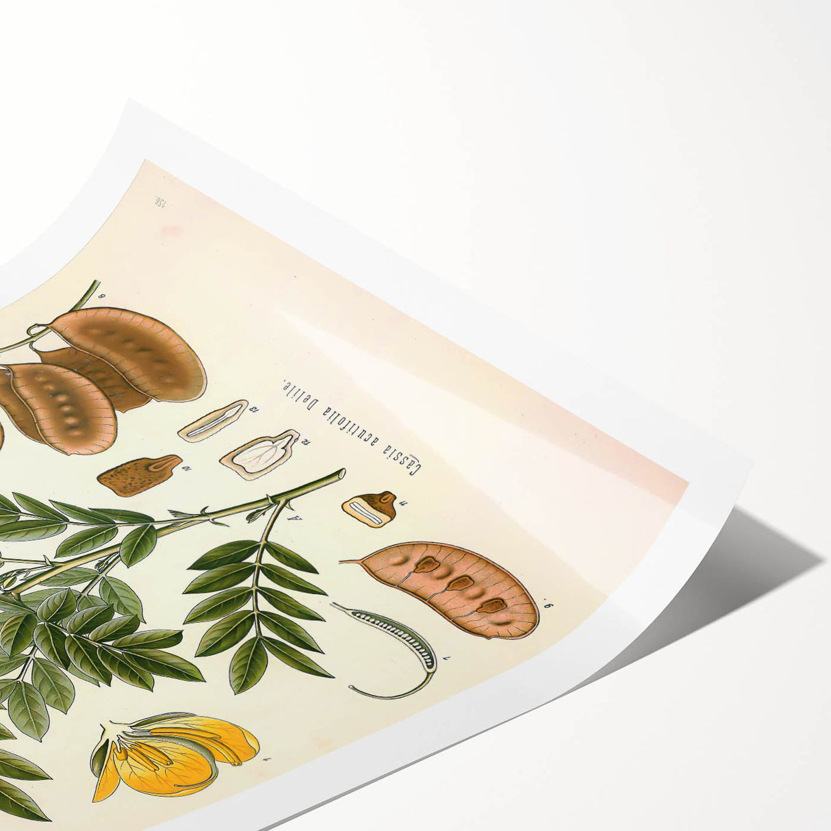 Vintage Botanical Illustration of Cassia Plant Art Print