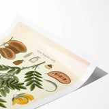 Vintage Botanical Illustration of Cassia Plant Art Print