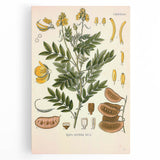 Vintage Botanical Illustration of Cassia Plant Art Print
