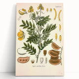 Vintage Botanical Illustration of Cassia Plant Art Print