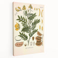 Vintage Botanical Illustration of Cassia Plant Art Print