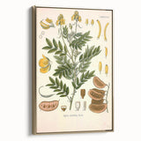 Vintage Botanical Illustration of Cassia Plant Art Print