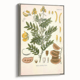 Vintage Botanical Illustration of Cassia Plant Art Print