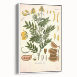 Vintage Botanical Illustration of Cassia Plant Art Print