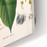 Vintage Botanical Illustration of Cacao Plant Art Print