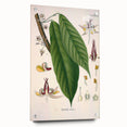 Vintage Botanical Illustration of Cacao Plant Art Print