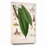 Vintage Botanical Illustration of Cacao Plant Art Print