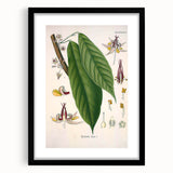 Vintage Botanical Illustration of Cacao Plant Art Print