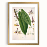 Vintage Botanical Illustration of Cacao Plant Art Print
