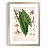 Vintage Botanical Illustration of Cacao Plant Art Print