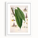 Vintage Botanical Illustration of Cacao Plant Art Print