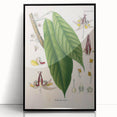 Vintage Botanical Illustration of Cacao Plant Art Print