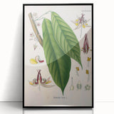 Vintage Botanical Illustration of Cacao Plant Art Print