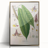 Vintage Botanical Illustration of Cacao Plant Art Print