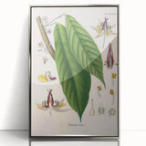 Vintage Botanical Illustration of Cacao Plant Art Print