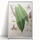 Vintage Botanical Illustration of Cacao Plant Art Print