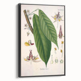 Vintage Botanical Illustration of Cacao Plant Art Print