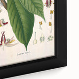 Vintage Botanical Illustration of Cacao Plant Art Print