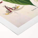 Vintage Botanical Illustration of Cacao Plant Art Print