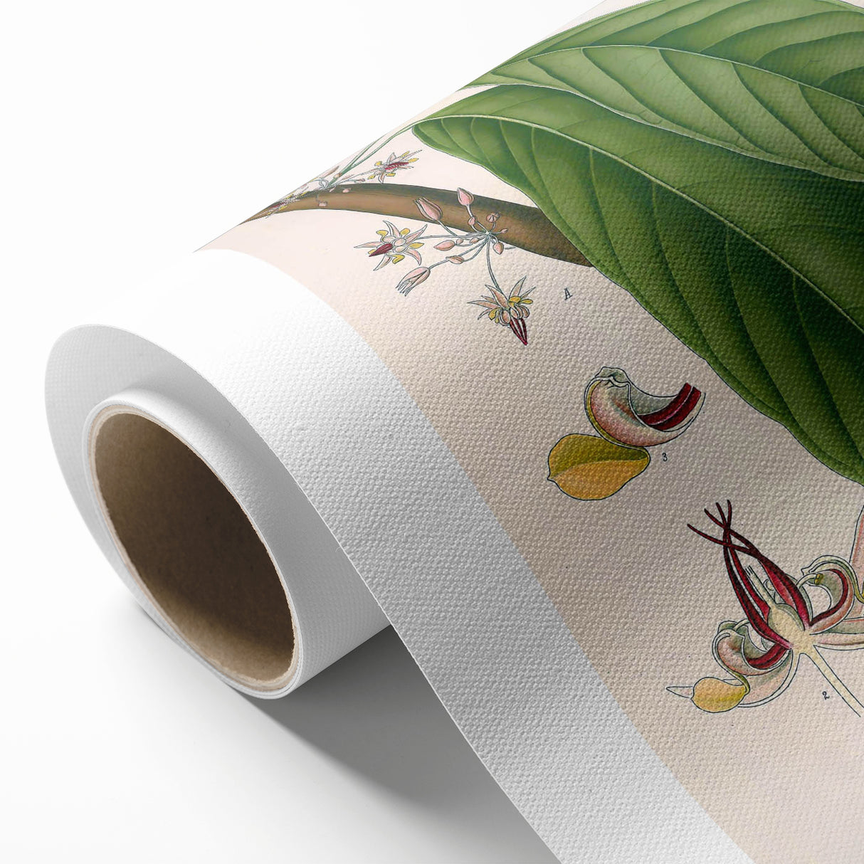 Vintage Botanical Illustration of Cacao Plant Art Print