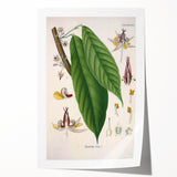 Vintage Botanical Illustration of Cacao Plant Art Print