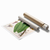 Vintage Botanical Illustration of Cacao Plant Art Print